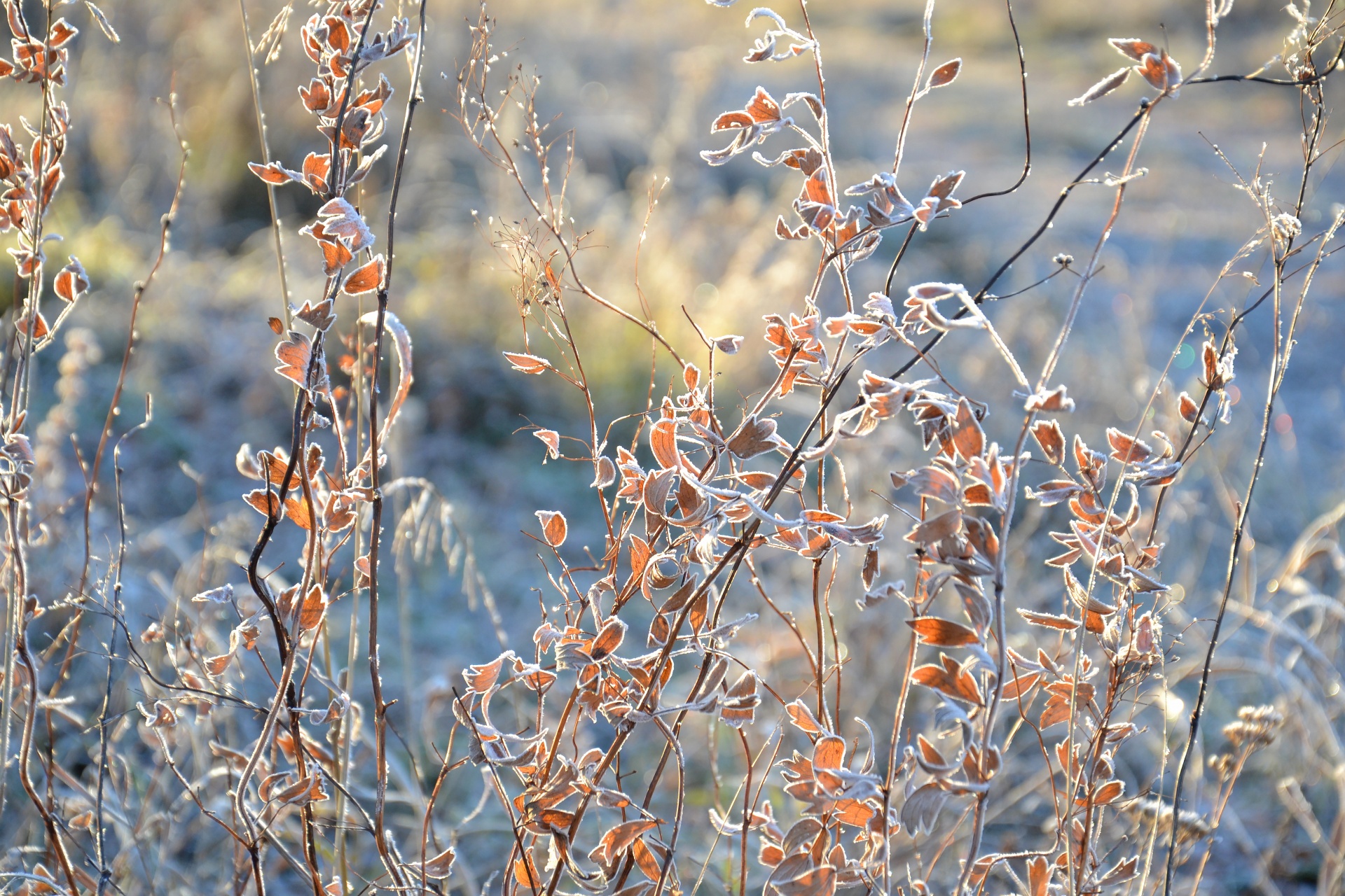 autumn beautiful branches free photo