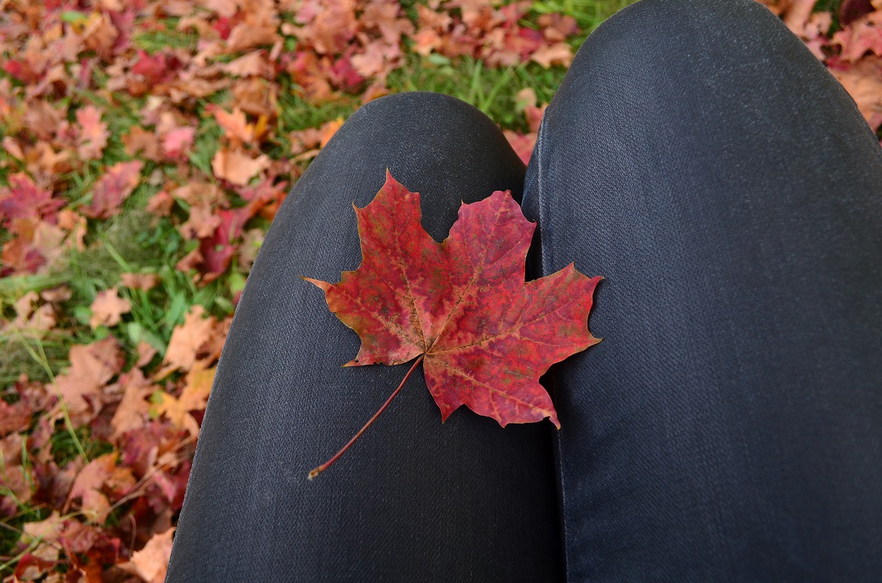 autumn leaves fall maple free photo