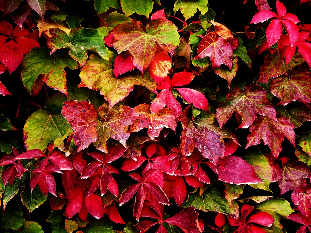 autumn leaves leaves plant free photo