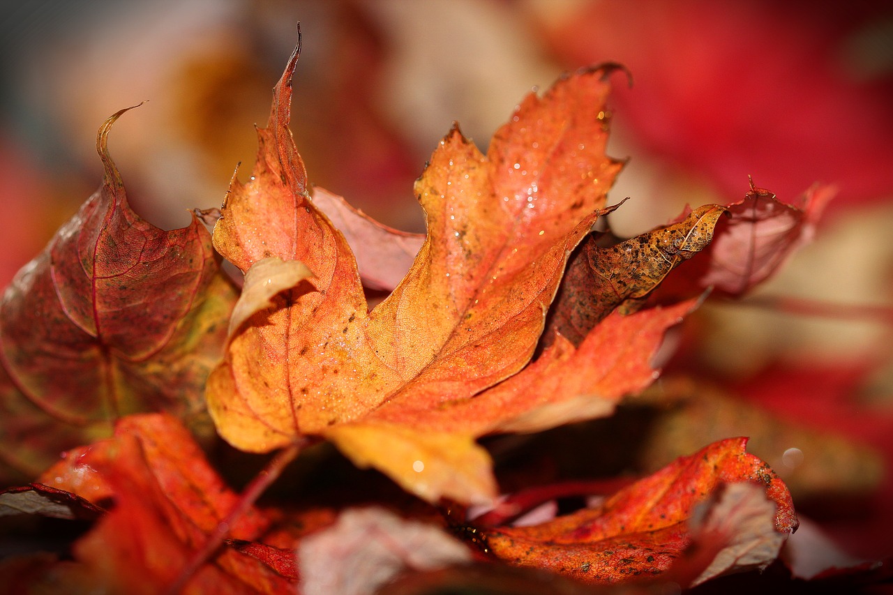 autumn leaves fall leaf free photo