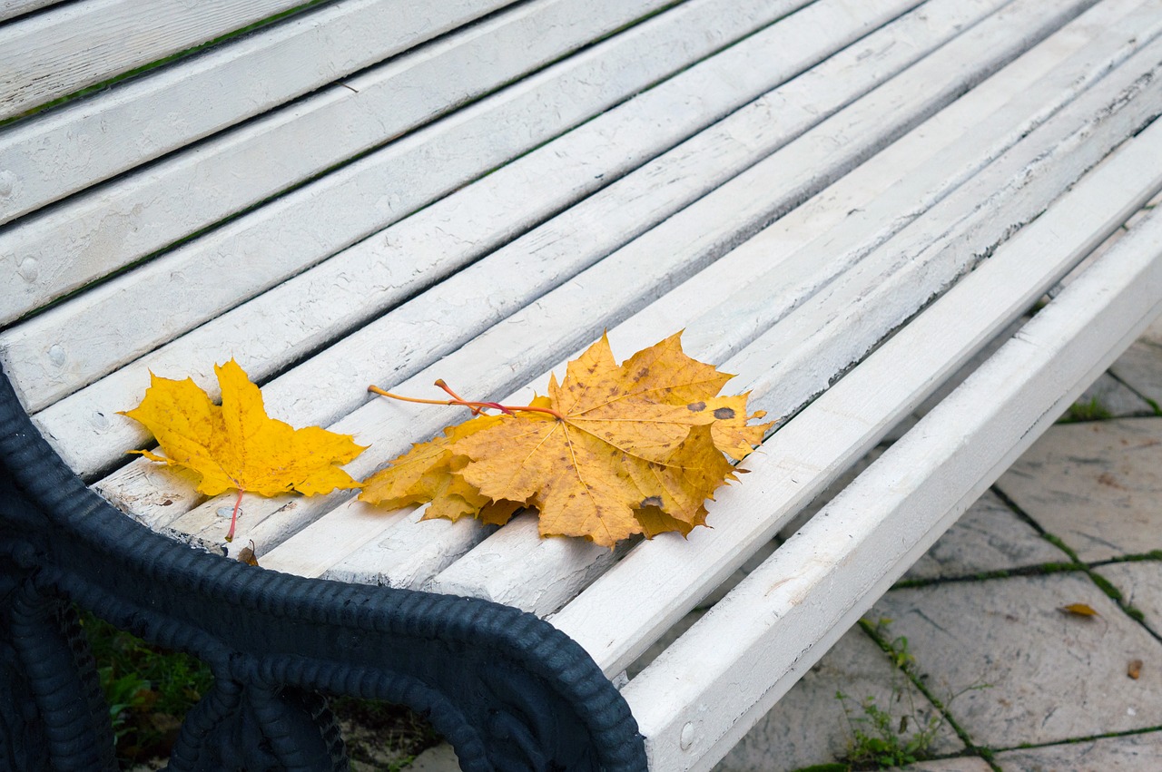 autumn leaves park bench free photo