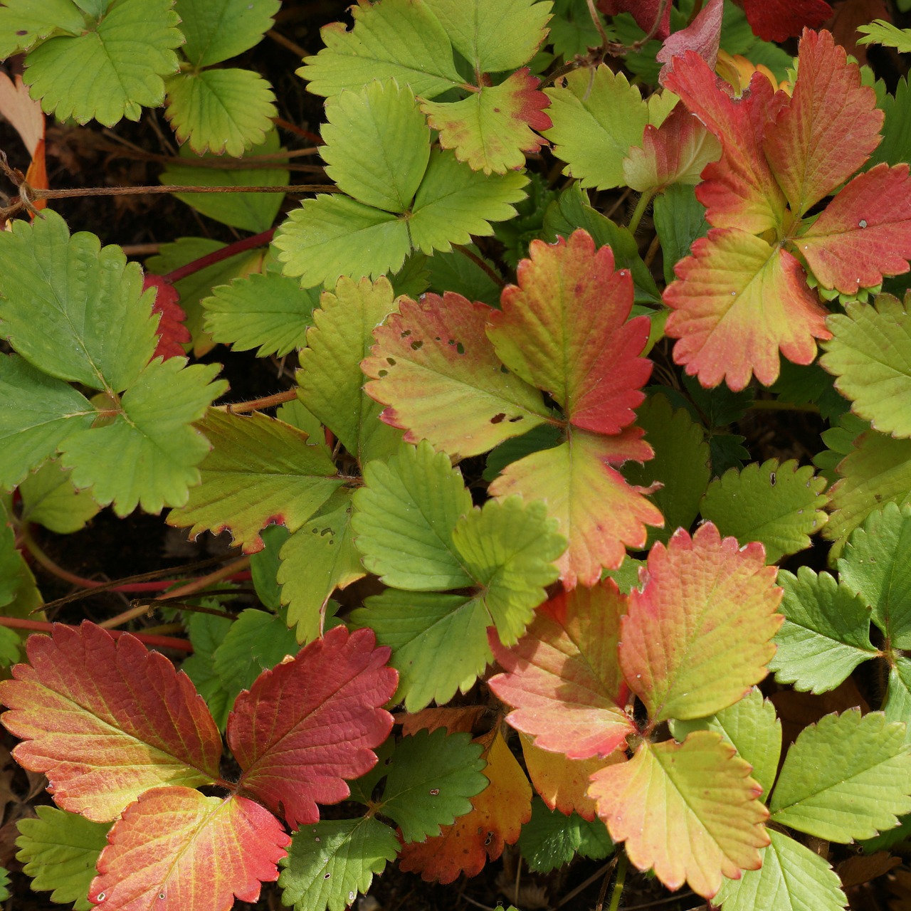 autumn leaves strawberry fall colors free photo