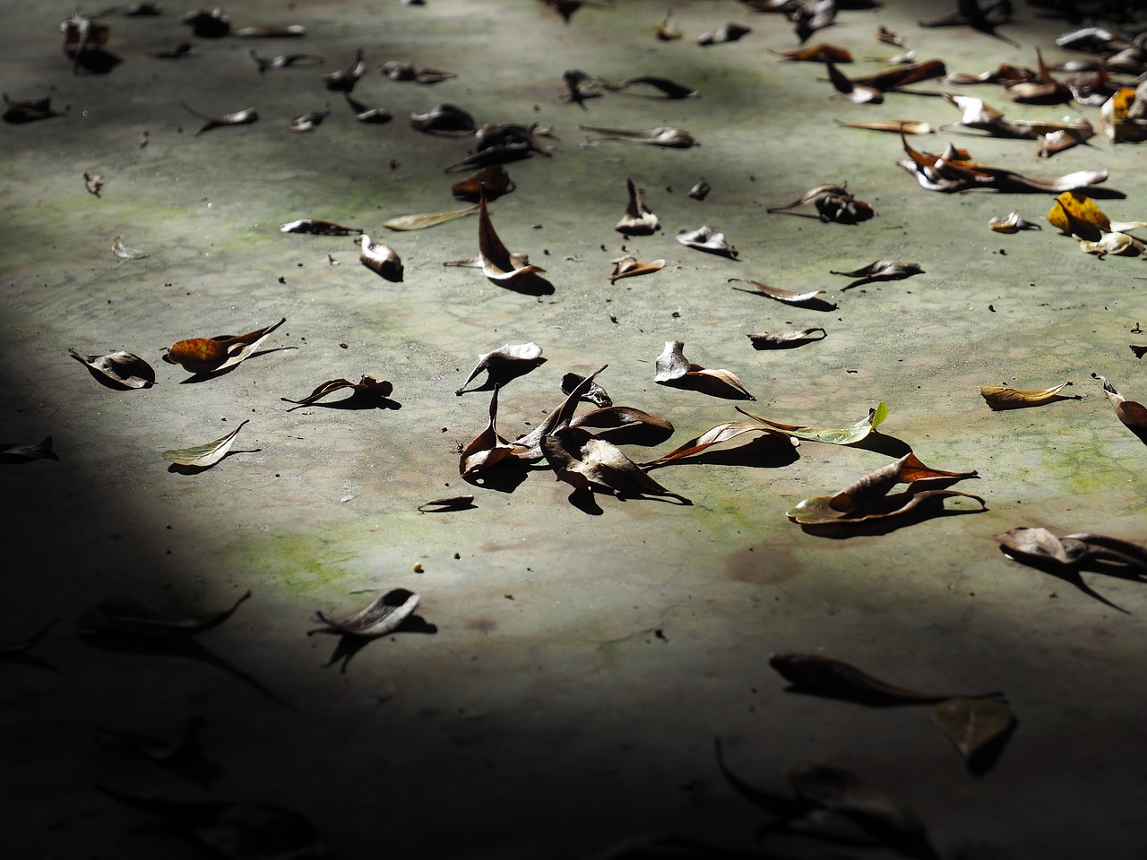 autumn leaves autumn leaves on the ground free photo