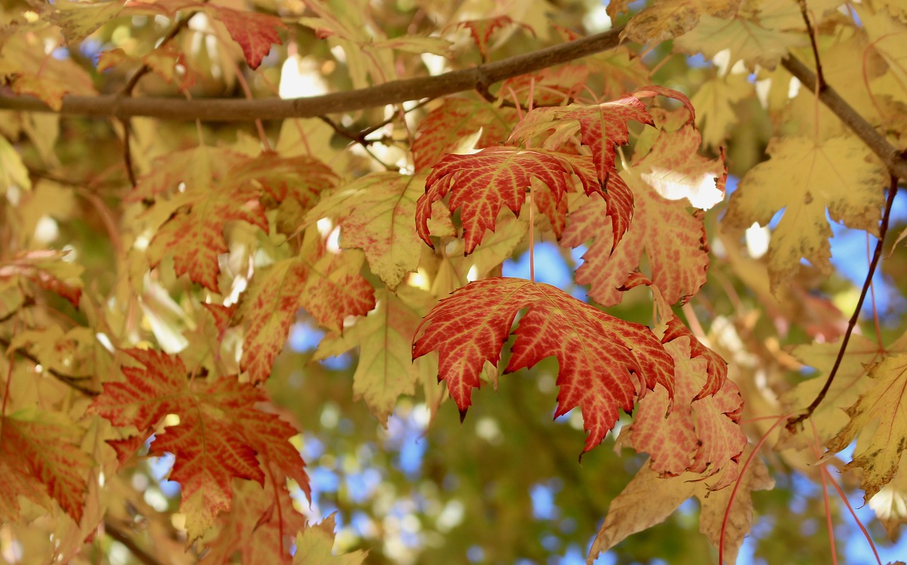 autumn leaves fall colors season free photo