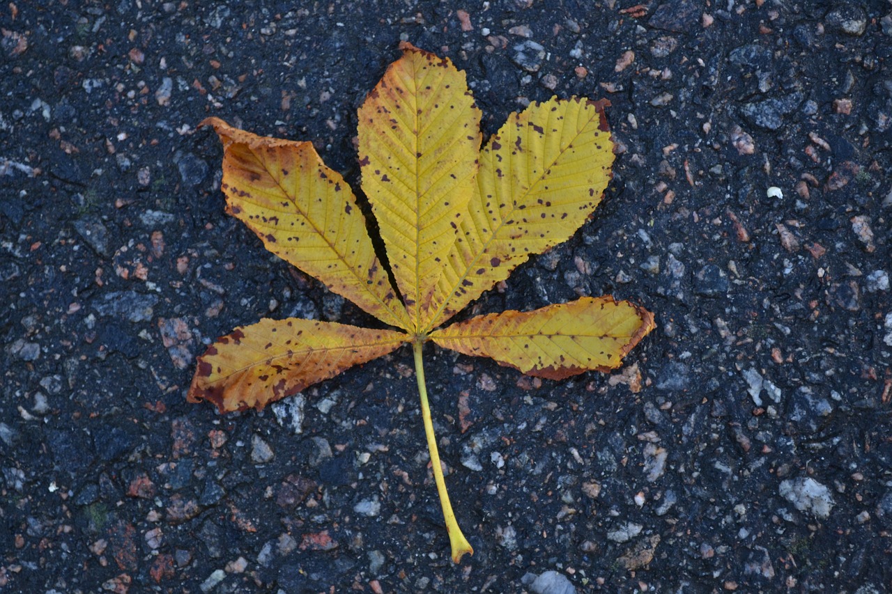 autumn leaves leave tree free photo