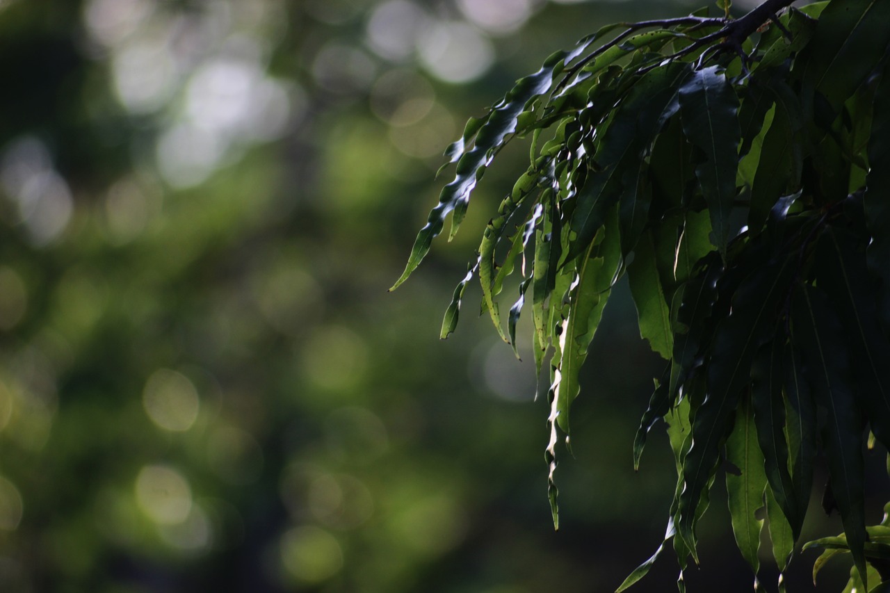 autumn leaves tree green free photo