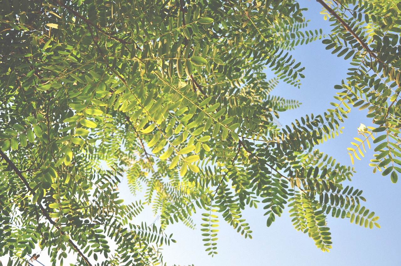 autumn leaves blue sky evergreen free photo