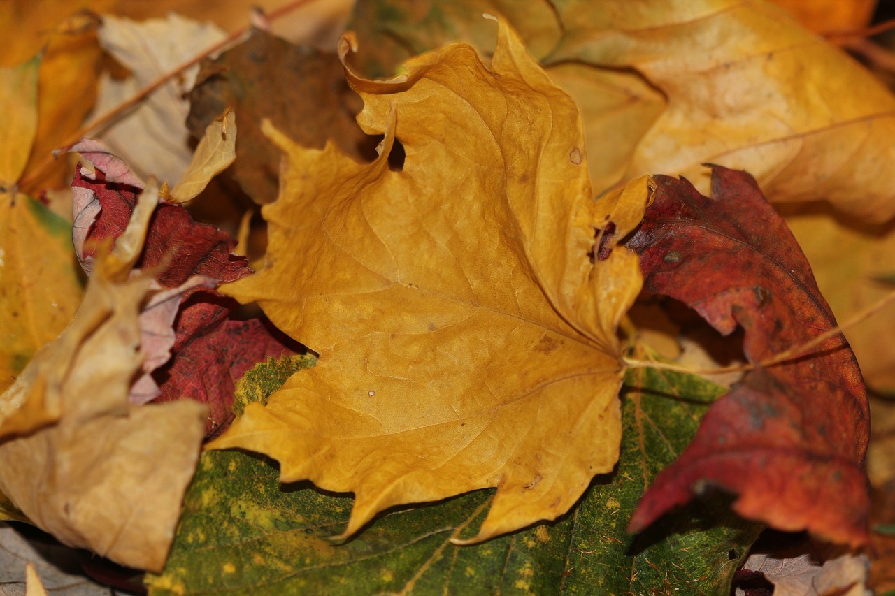 autumn leaves fall maple free photo