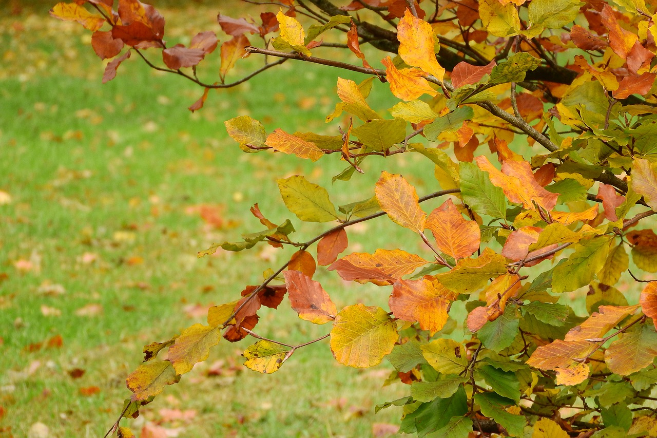 autumn leaves beech fagus free photo