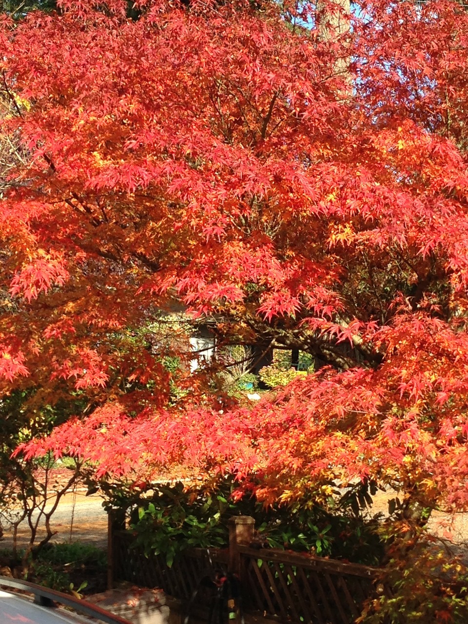 autumn leaves maple tree free photo