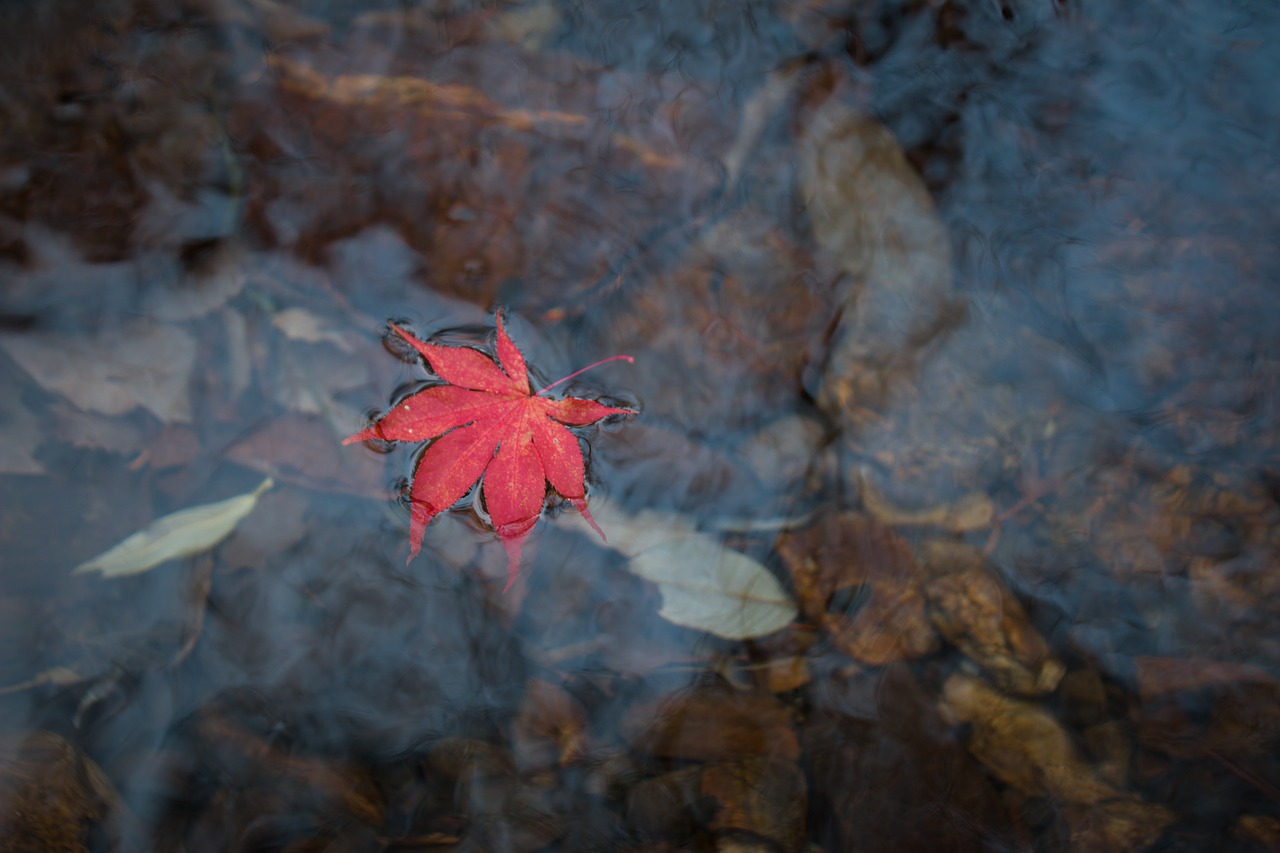 autumn leaves leaves autumn free photo