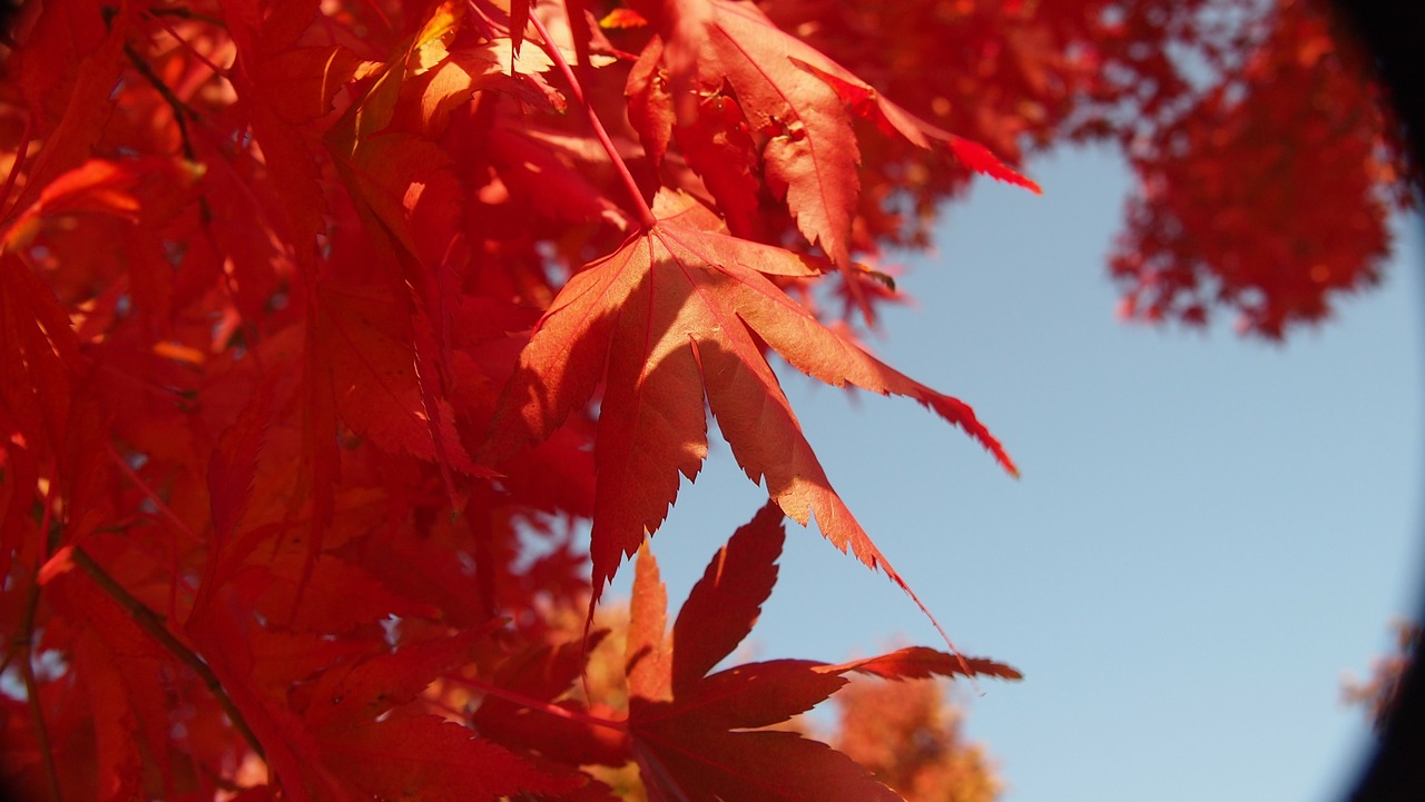 autumn leaves autumn wood free photo