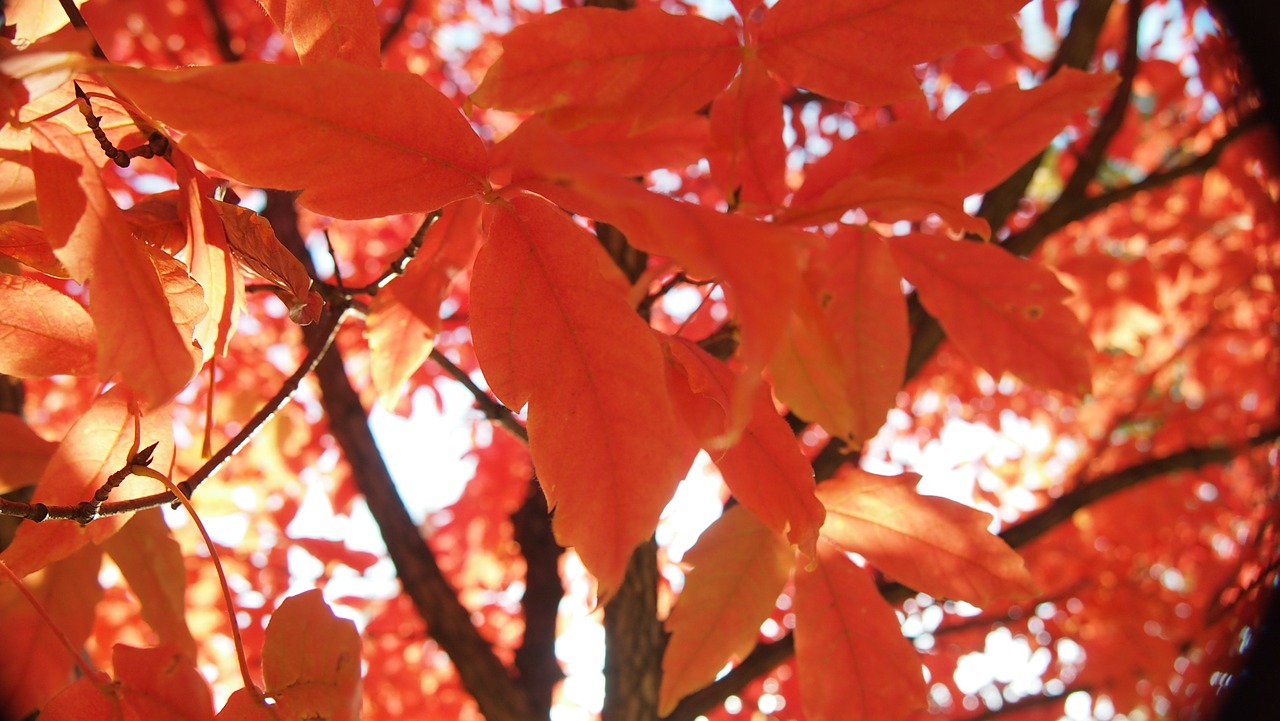 autumn leaves autumn wood free photo