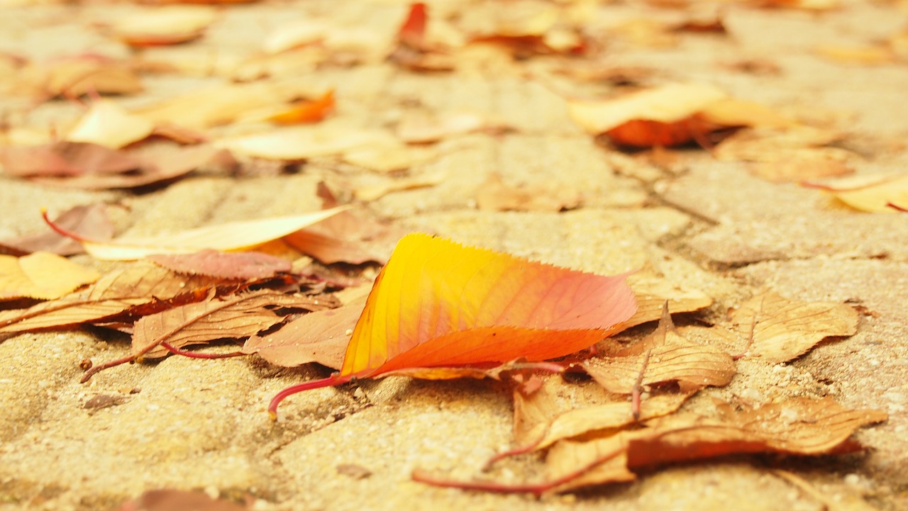 autumn leaves street the leaves free photo