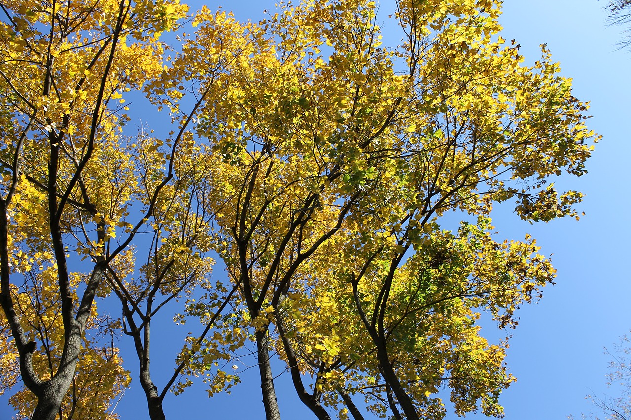 autumn leaves nature sky free photo