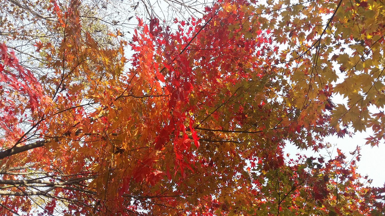 autumn leaves wood autumn free photo