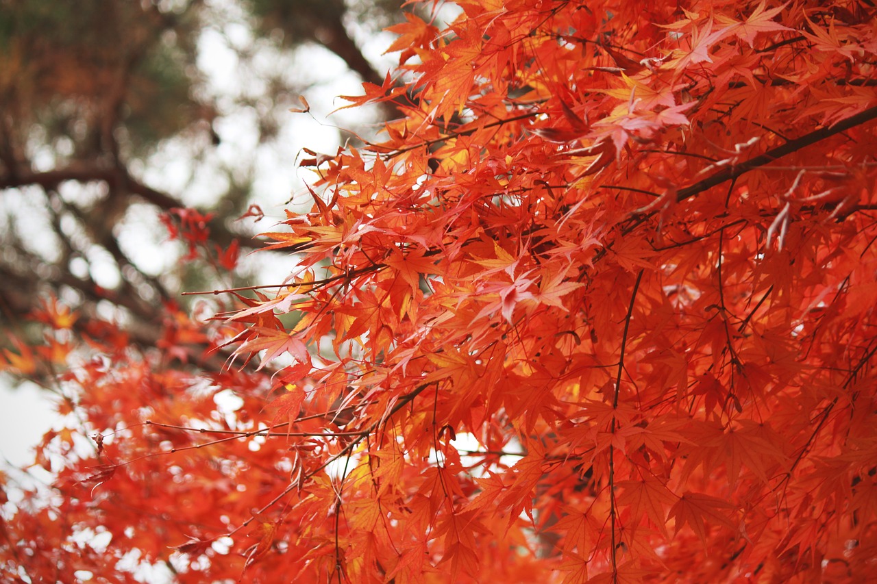 autumn leaves autumn nature free photo