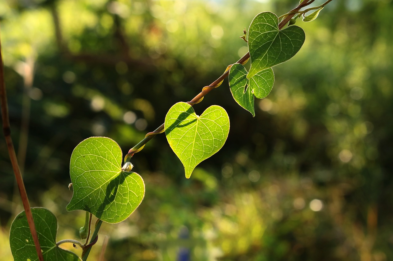 autumn leaves lighting green free photo