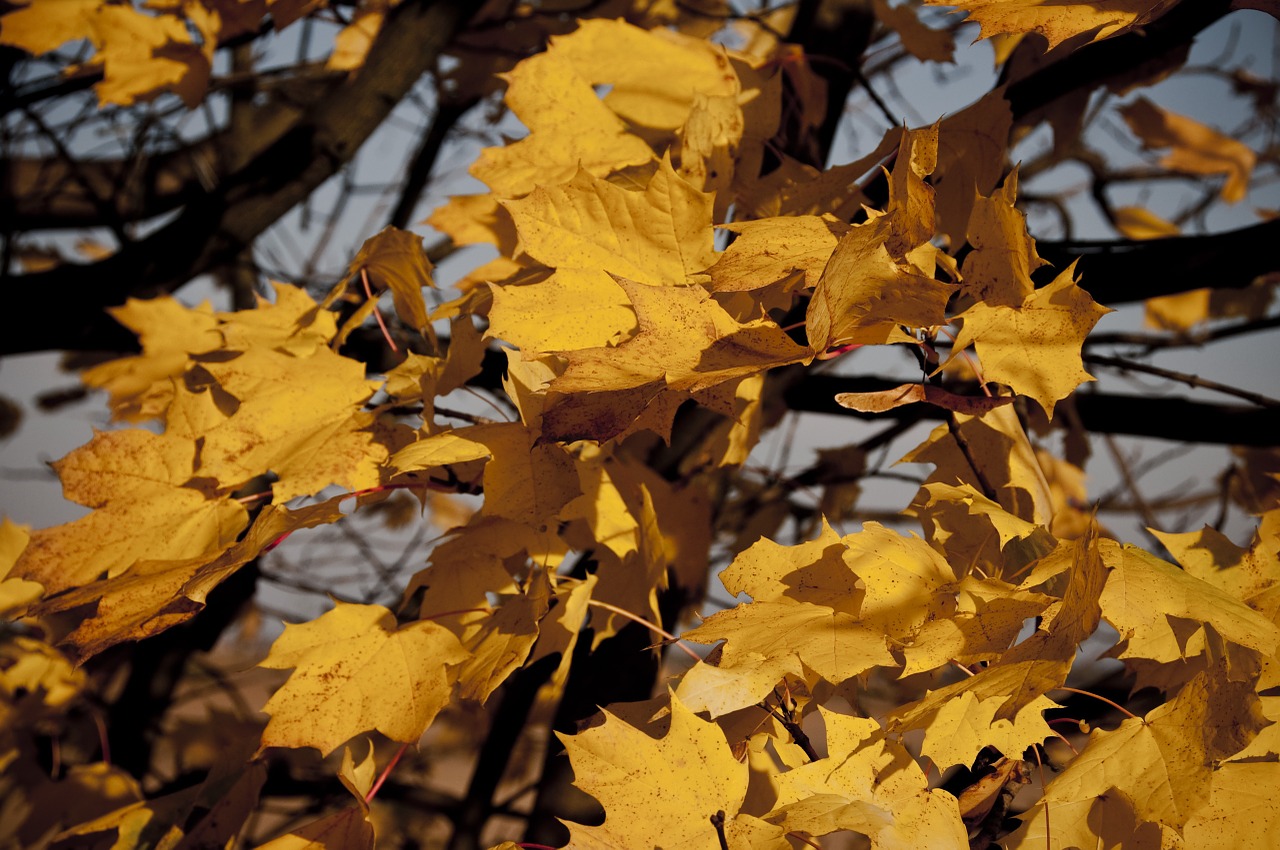 autumn leaves yellow detail of autumn tree free photo