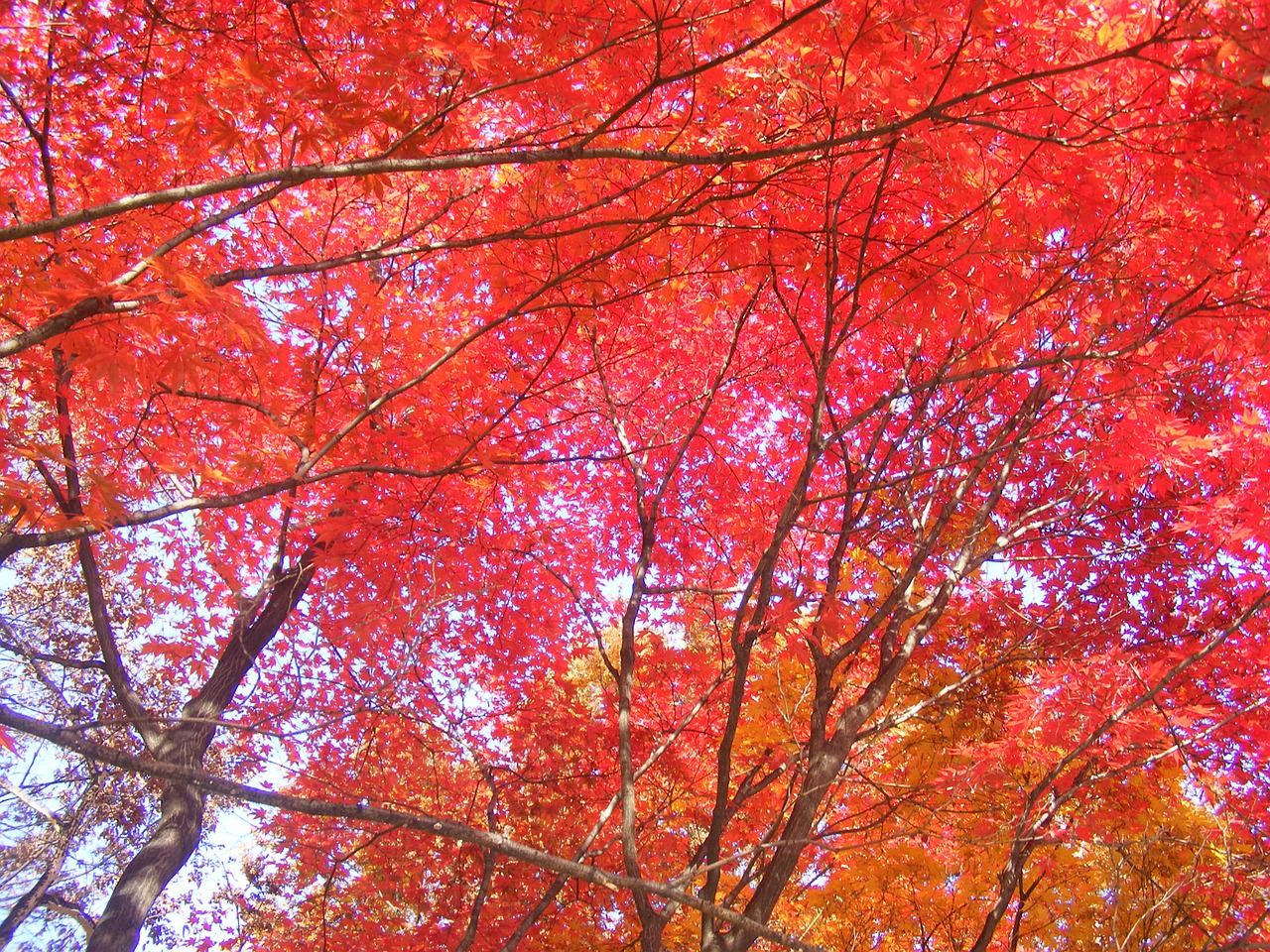 autumn leaves red maple leaf autumn free photo