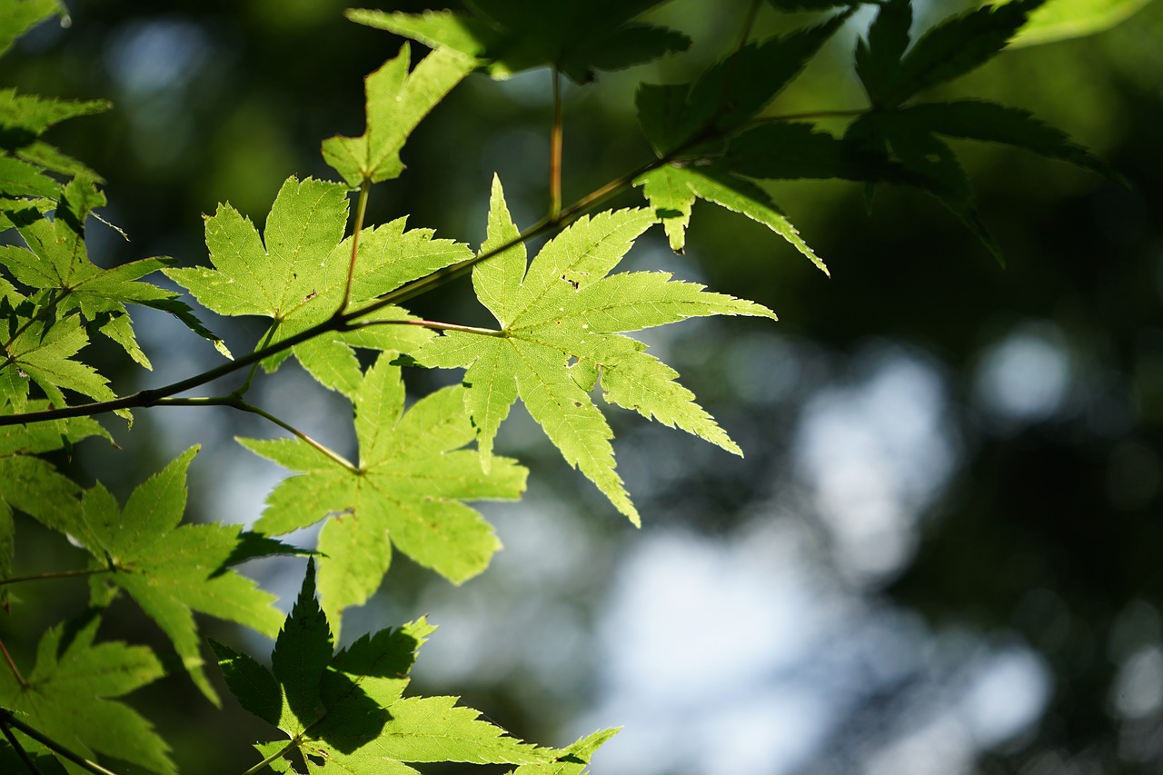 autumn leaves wood leaves free photo