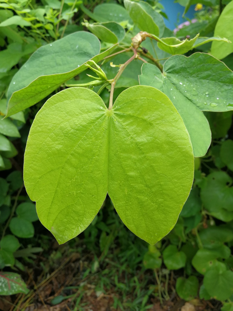 autumn leaves green blade free photo