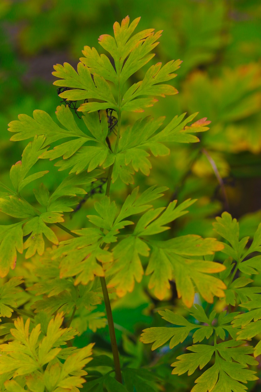 autumn leaves leaves nature free photo