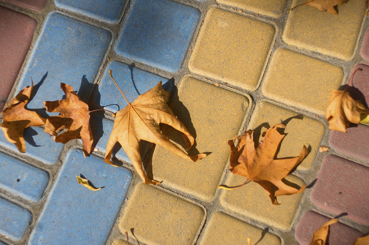 autumn leaves pavement listopad free photo
