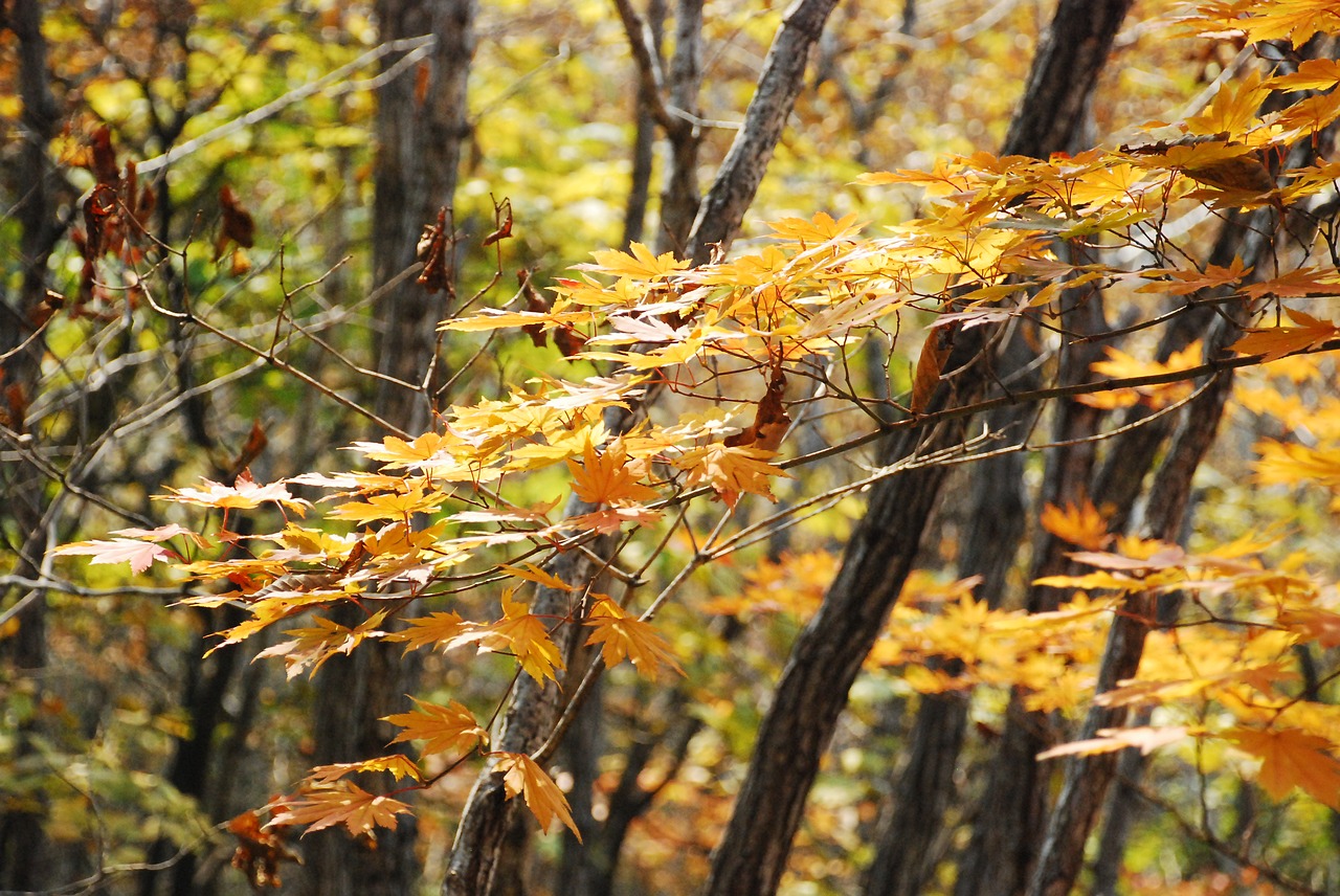 autumn leaves autumn the leaves free photo