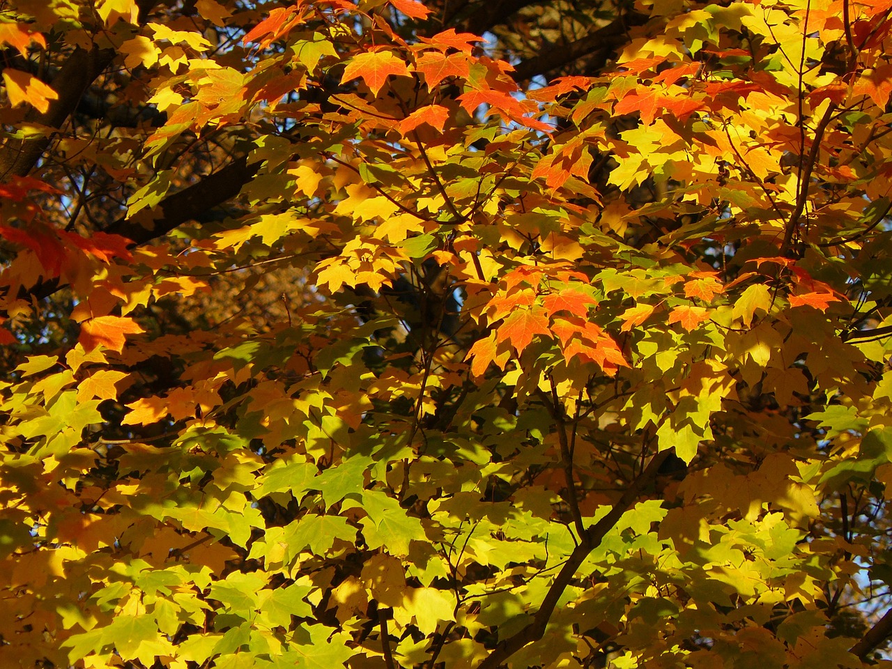 autumn leaves autumn red free photo