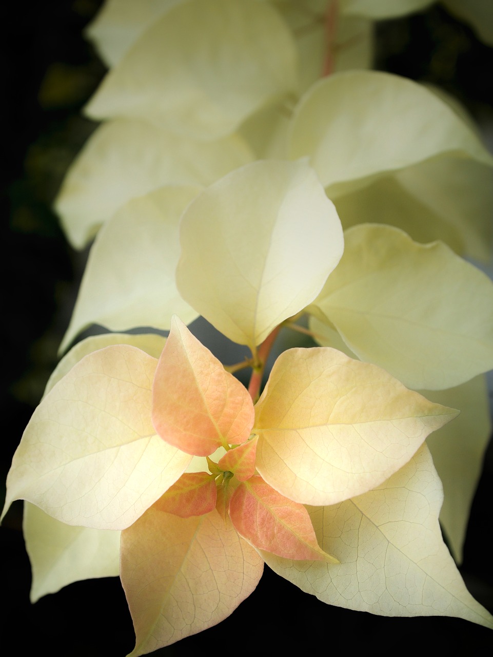 autumn leaves nature young leaves free photo