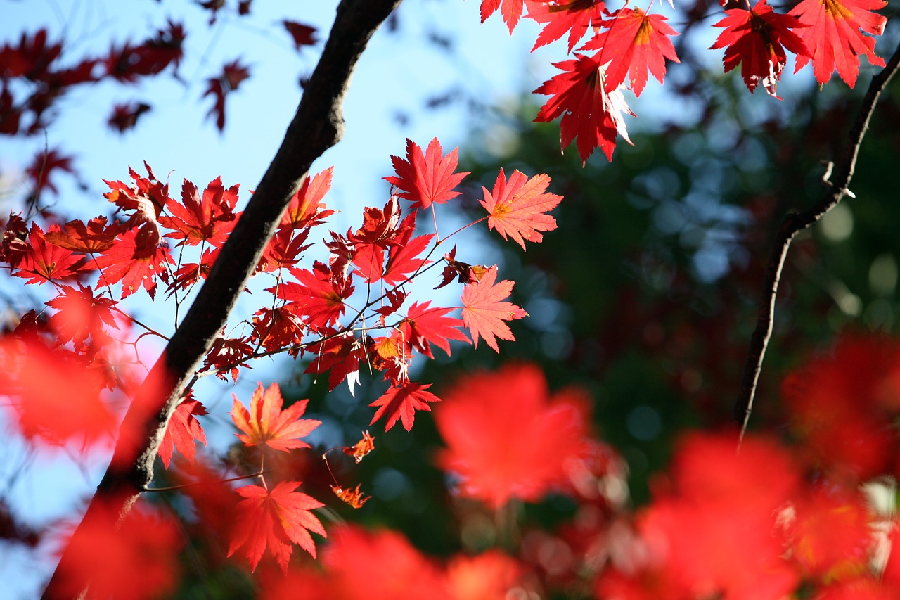 autumn leaves autumn leaves free photo