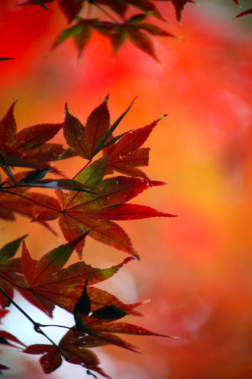 autumn leaves autumn leaves free photo