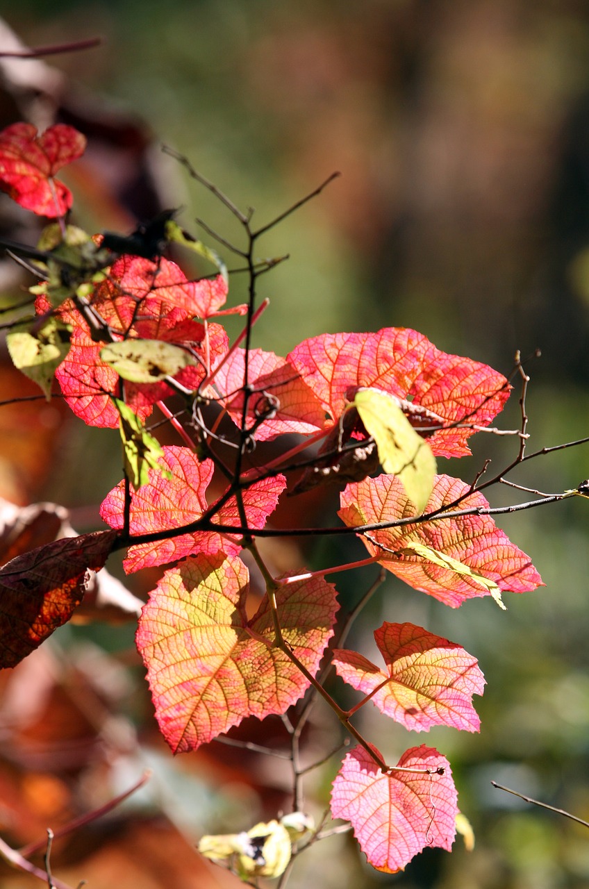 autumn leaves autumn red free photo