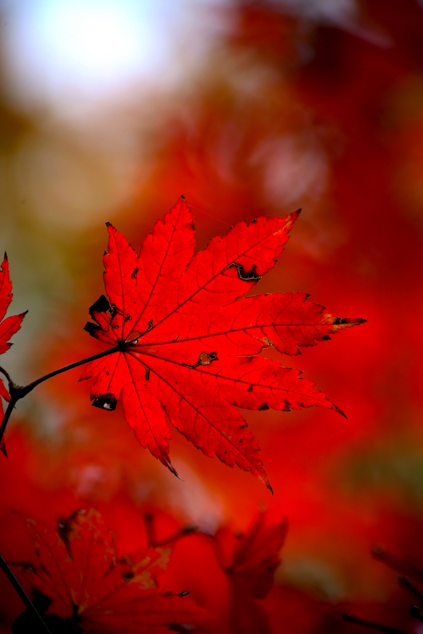 autumn leaves autumn red free photo