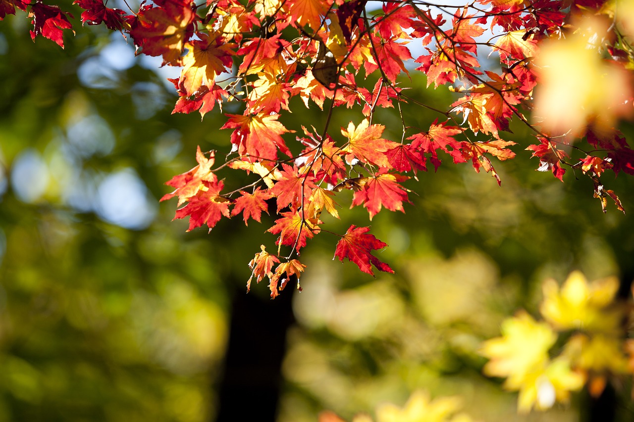 autumn leaves autumn red free photo