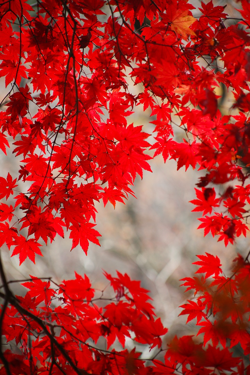 autumn leaves autumn red free photo