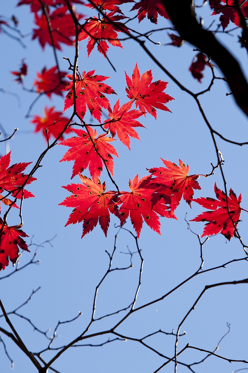 autumn leaves autumn red free photo