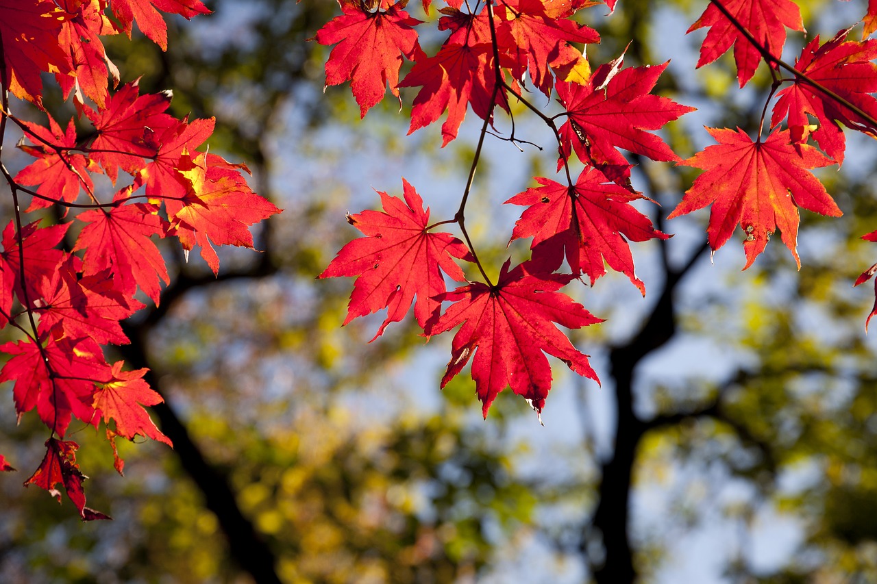 autumn leaves autumn red free photo