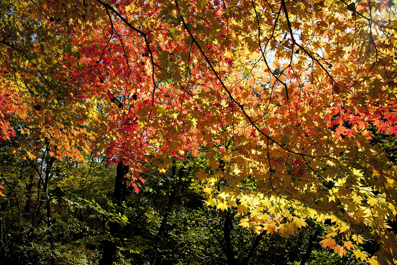 autumn leaves autumn red free photo