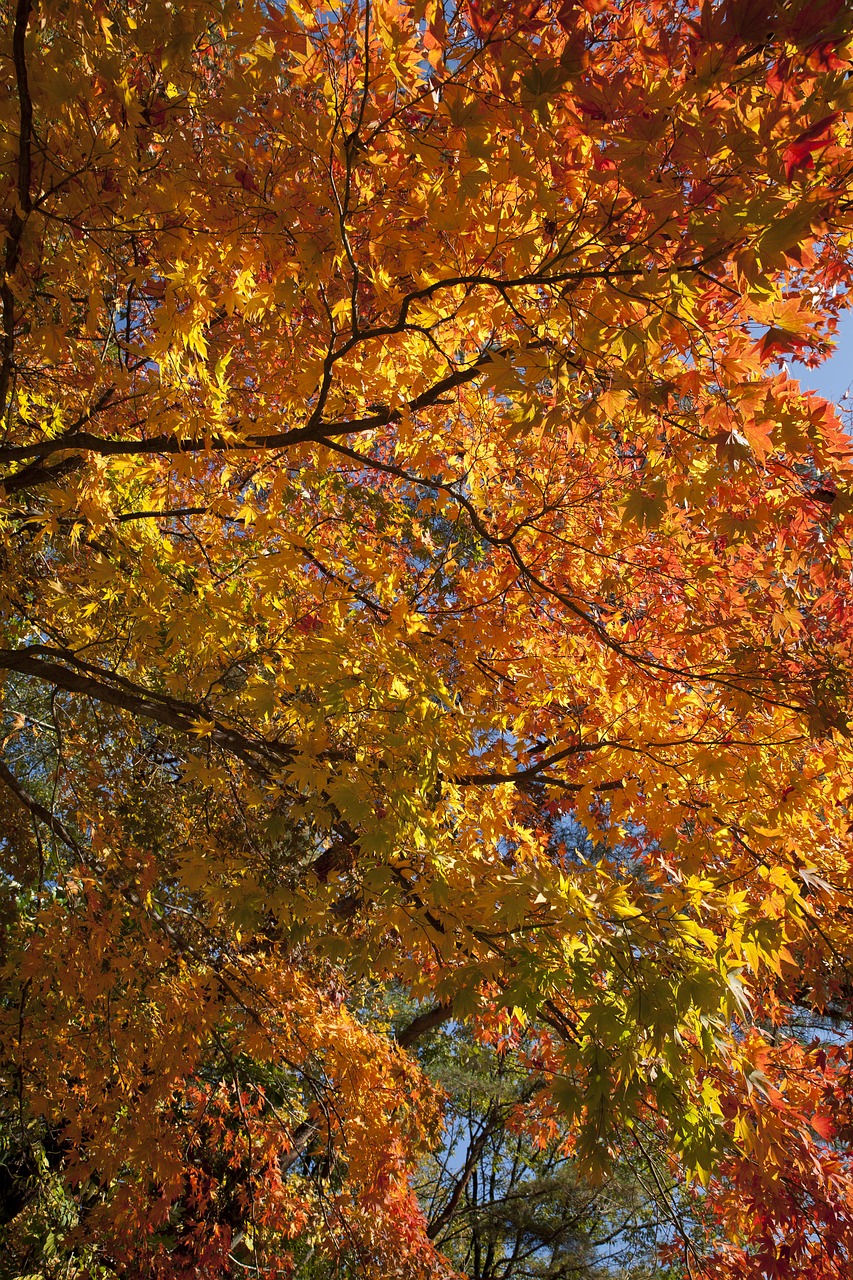 autumn leaves autumn red free photo