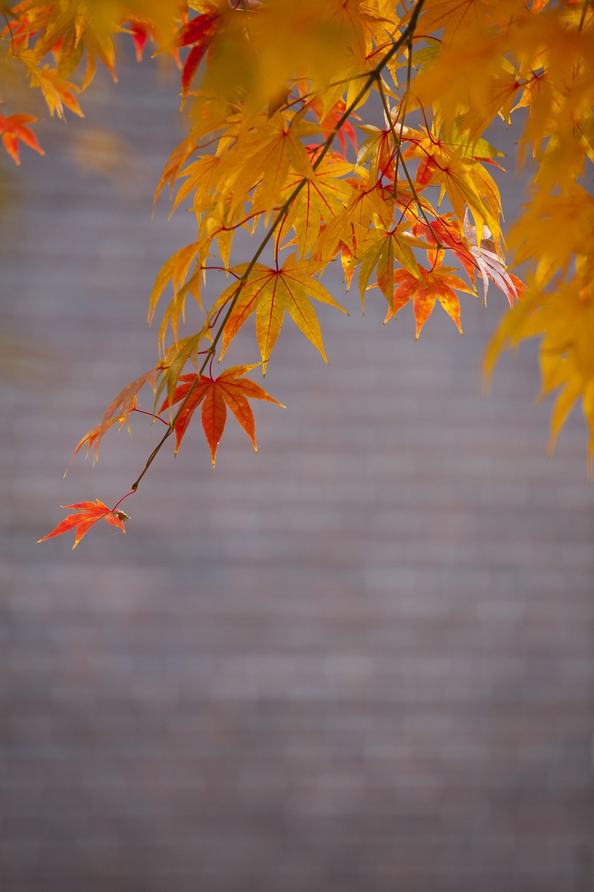 autumn leaves autumn red free photo