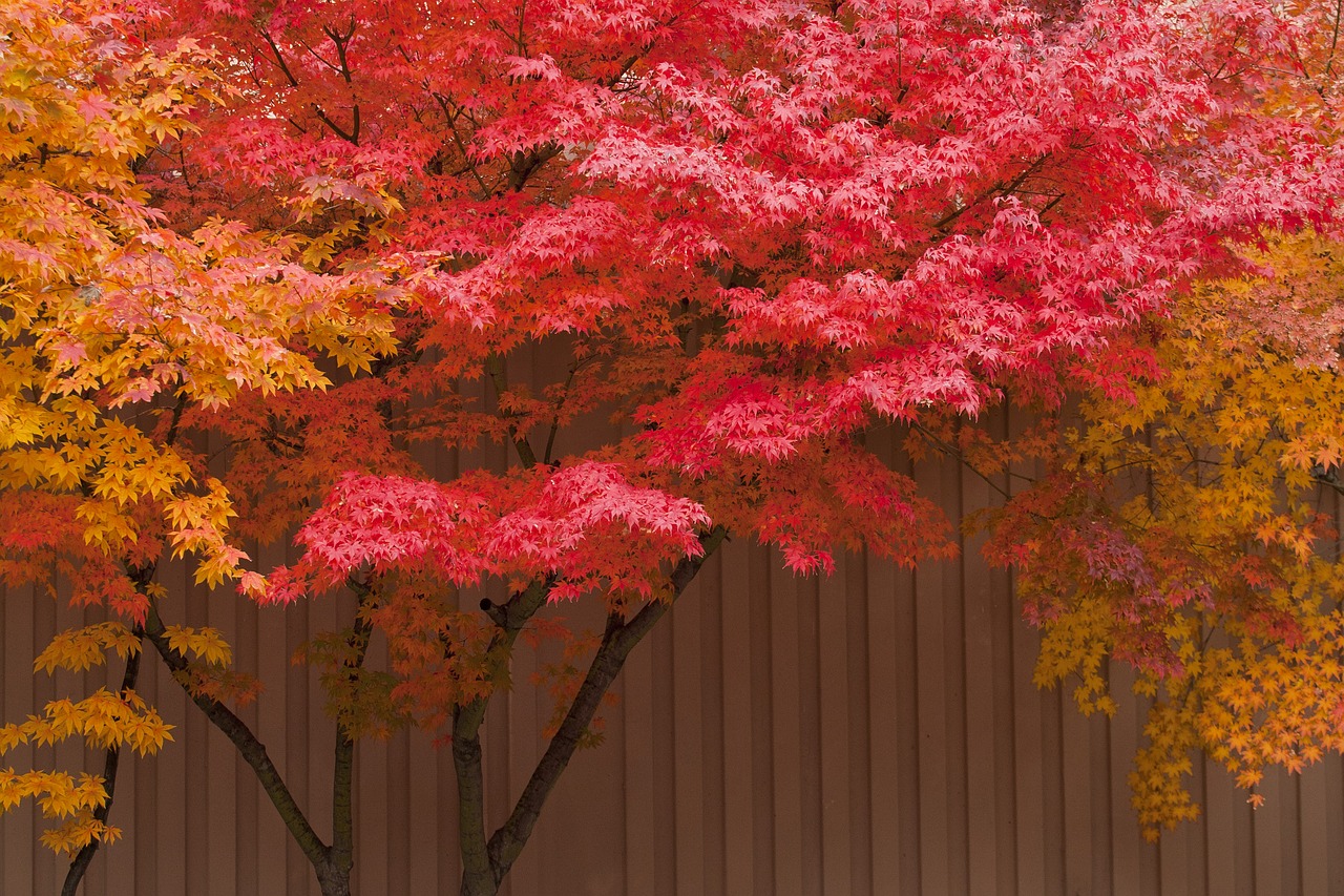 autumn leaves autumn red free photo