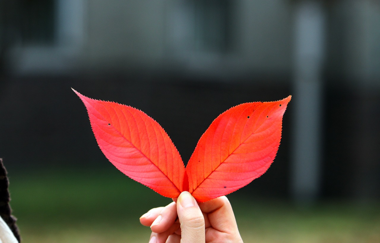 Осенний красный лист на руках