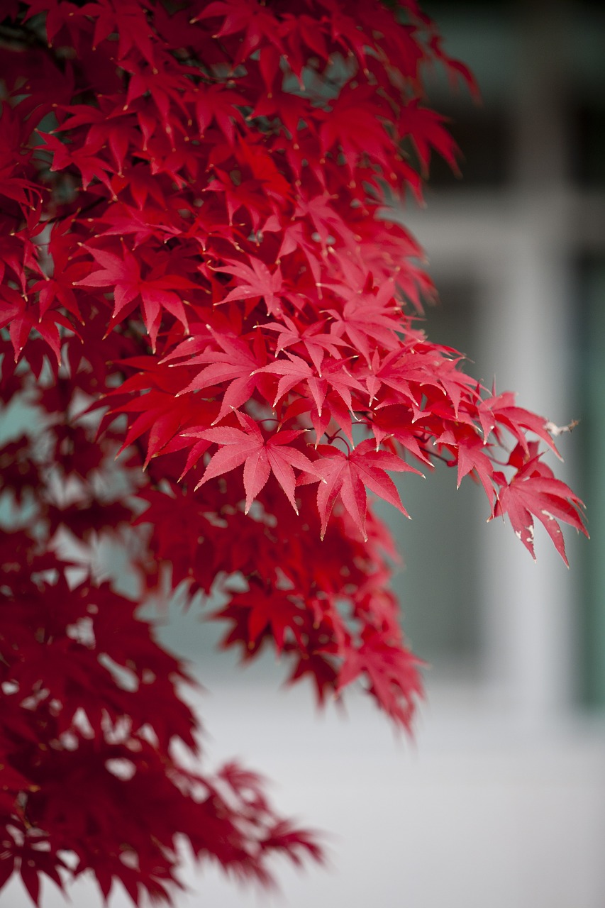 autumn leaves autumn red free photo