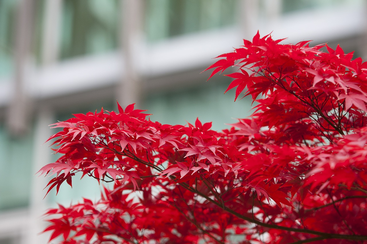 autumn leaves autumn red free photo