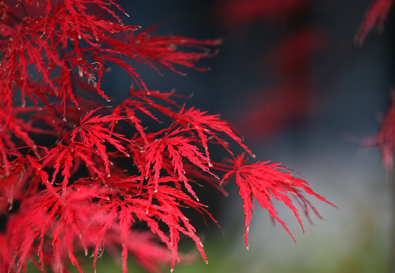 autumn leaves autumn red free photo