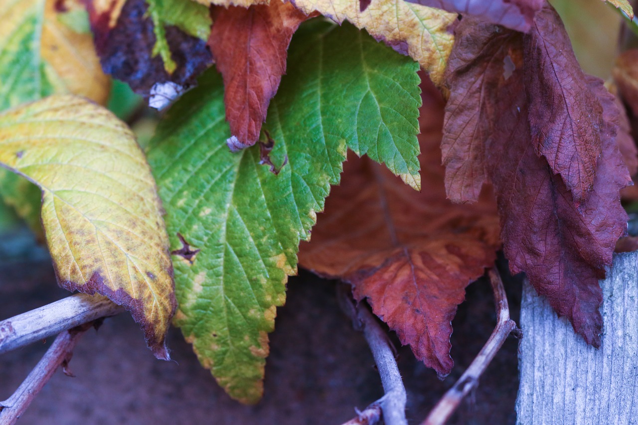 autumn leaves fall nature free photo