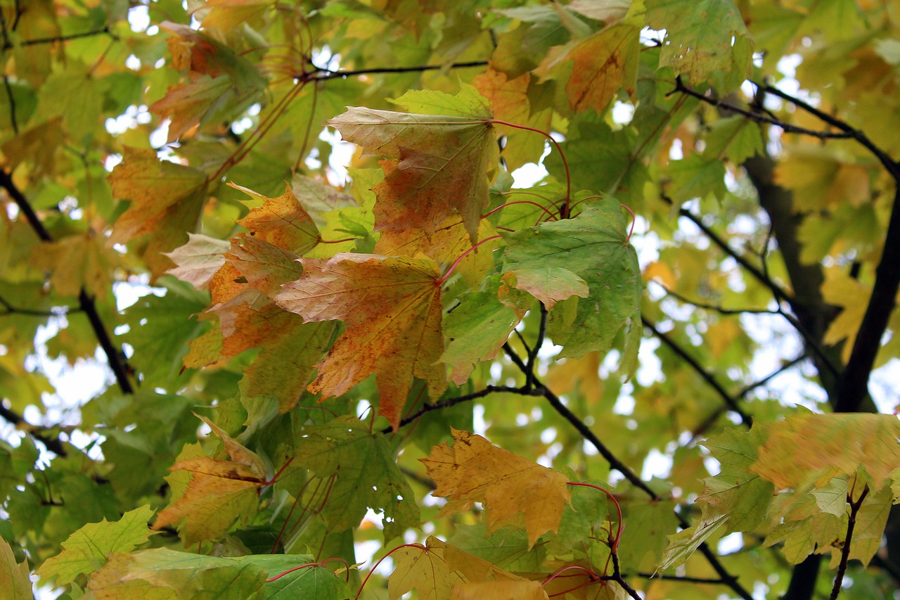 autumn leaves yellow autumn gold free photo