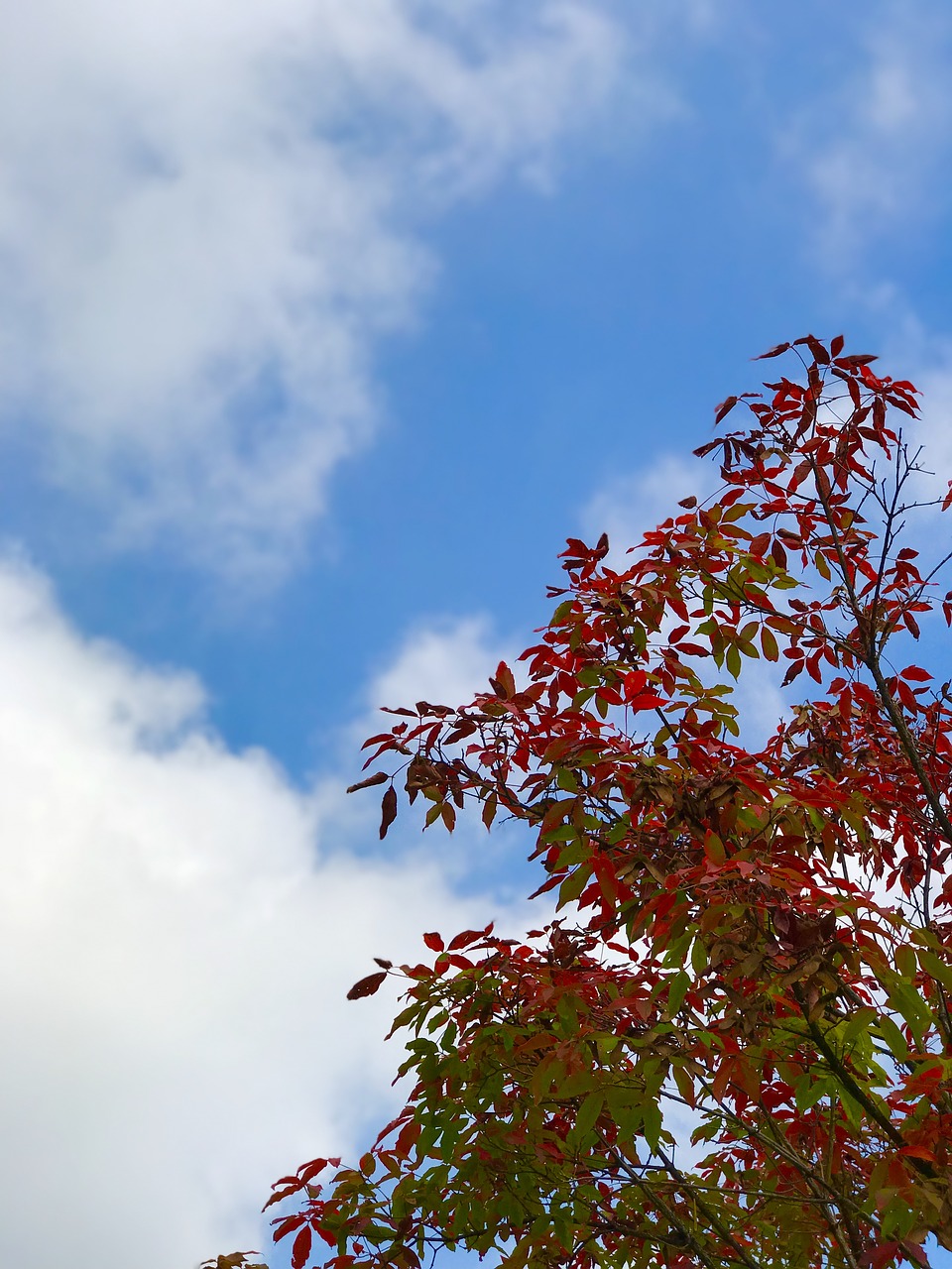 autumn leaves autumn red free photo